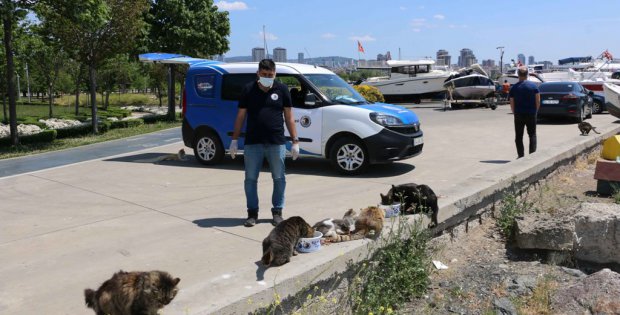 Sokak Canları Kartal Belediyesi’ne Emanet