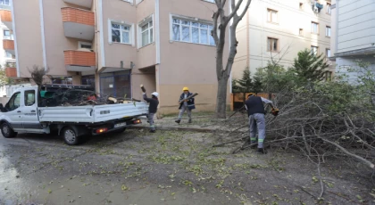 Kartal’da Ağaç Budama Çalışmaları Devam Ediyor