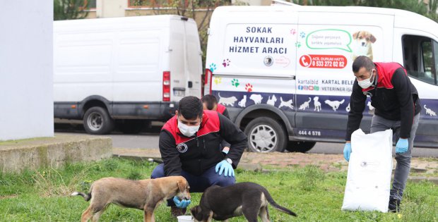 Kartal Belediyesi Sokağa Çıkma Yasağında da Sokak Hayvanlarının Yanında